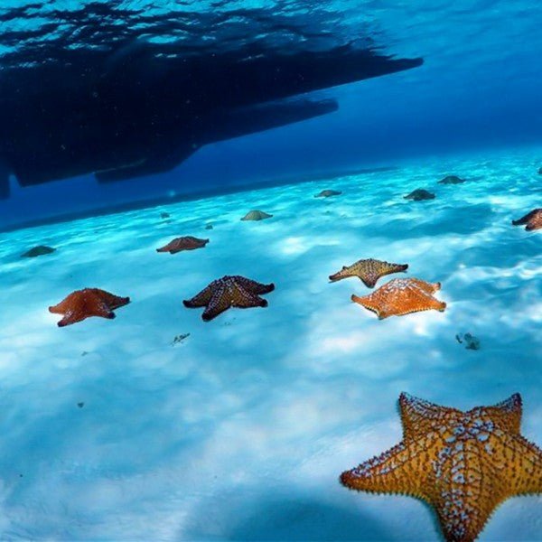 Vibrant orange and brown starfish on the sandy seabed at Palancar Reef, Cozumel, with a shadow of a boat above in the crystal-clear blue waters