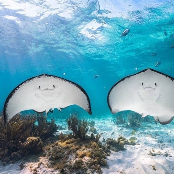 Two graceful stingrays gliding over the vibrant coral reef at Inah Reef, surrounded by clear blue water and small fish in the Riviera Maya